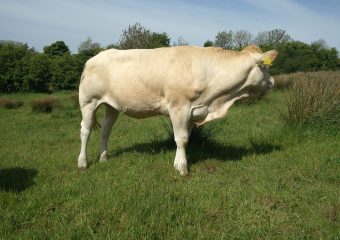milltown_blonde_9