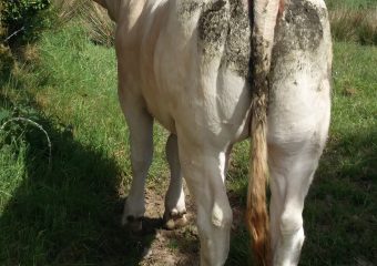 milltown_blonde_8