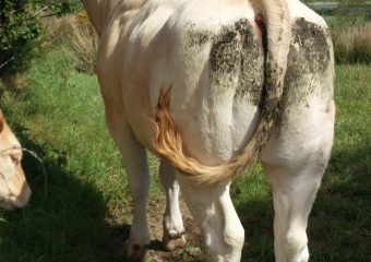 milltown_blonde_7