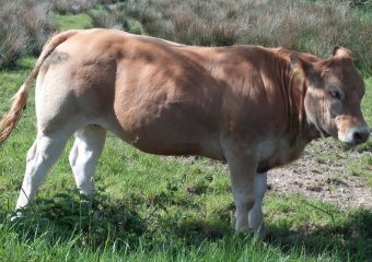 milltown_blonde_6
