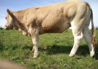milltown_blonde_5