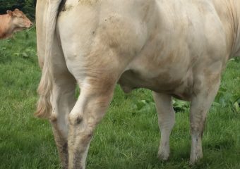 milltown_blonde_2