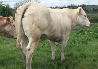 milltown_blonde_1