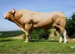 Adonis Sire