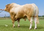 Aramis Sire