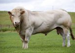Blackwater Ainsley Sire