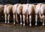 Blackwater Ainsley Progeny