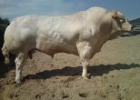 Barney, Sire of Inzagi