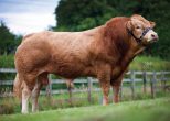 Glenvale Harry Sire